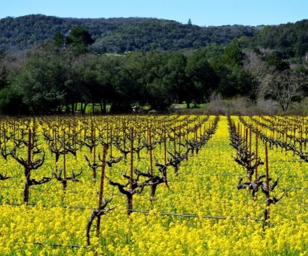 California Wine Country
