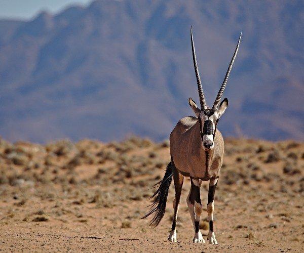 The three locations on this planet to be stripped of their UNESCO World Heritage standing