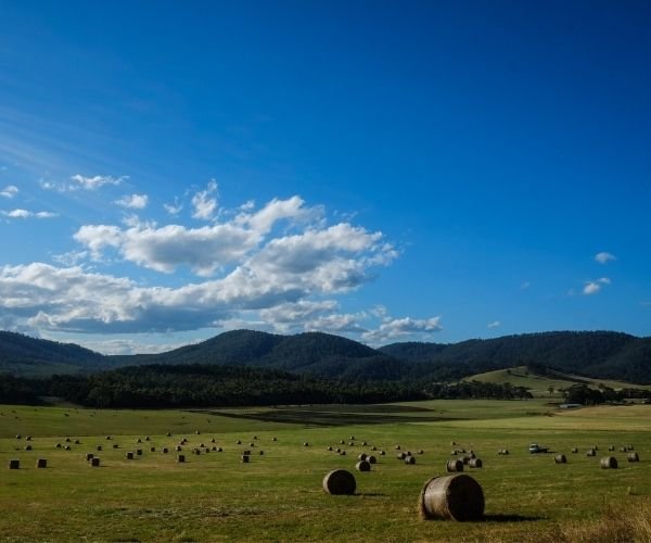 Discover the spectacular wine areas of Tasmania