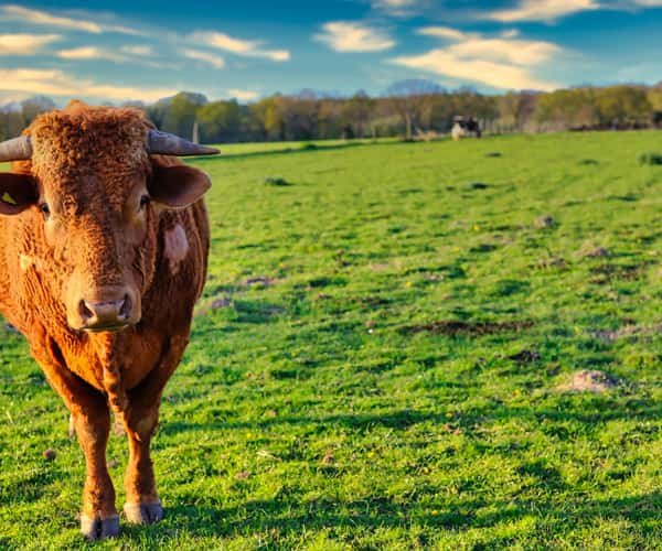 7 belongings you shouldn’t miss when visiting Norfolk