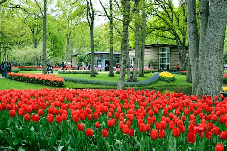 Plan Your One-Day Family Trip from Amsterdam: 5 Must-See Places