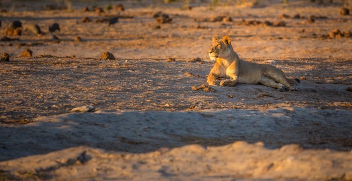 On Safari: A Guide to Unexpected Photographic Challenges